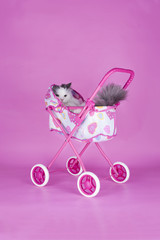 cat in a baby carriage isolated on pink background - 75837598