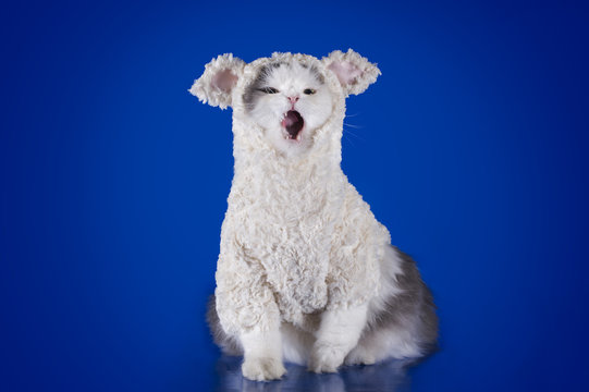cat dressed as a sheep - a symbol of 2015