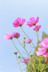 pink cosmos