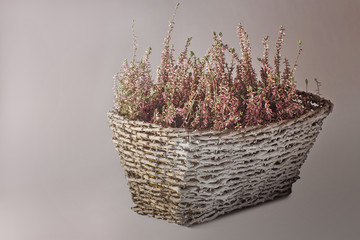 Naklejka na ściany i meble Plant with small leaves and pink blossoms in a basket