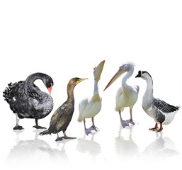Waterbirds