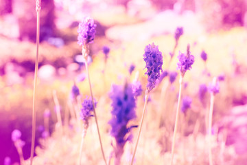 Lavandula background 