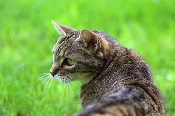 Chat