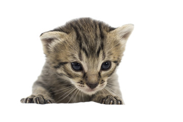 Obraz premium the little kitten isolated on white