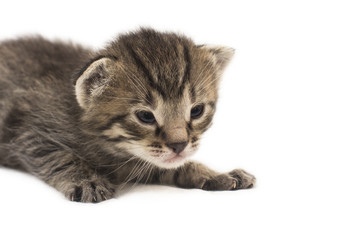 Obraz premium the little kitten isolated on white