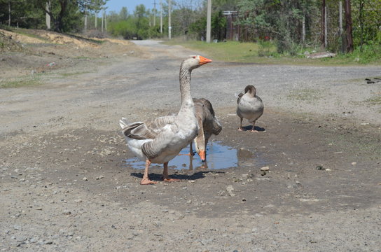 Grey domestic geese in the  poultry yard