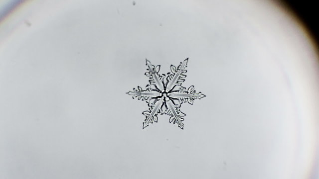 Snoflake appear timelapse in microscope