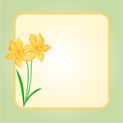 Spring flower Daffodil  background  vector