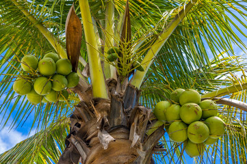 Naklejka premium Coconuts on the tree