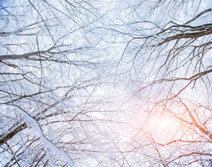 Obraz premium background with snow on branches