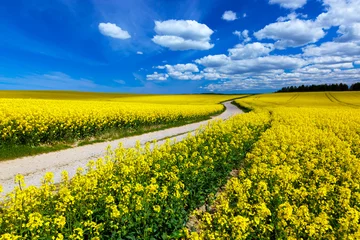 Papier Peint photo Lavable Printemps Paysage de champ de printemps de campagne avec des fleurs jaunes - colza.