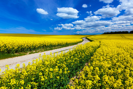 Countryside spring field landscape with yellow flowers - rape.