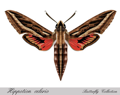 hippotion celerio