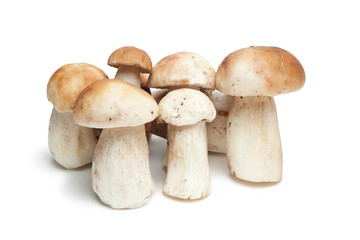 mushrooms isolated on the white background