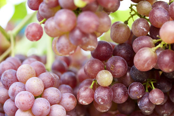 Fresh grapes
