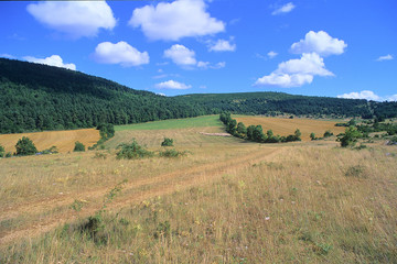 Moutons sur le causse Méjean, Lozère