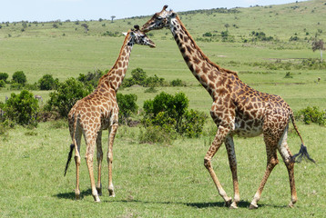 Naklejka na ściany i meble Giraffen in Afrika