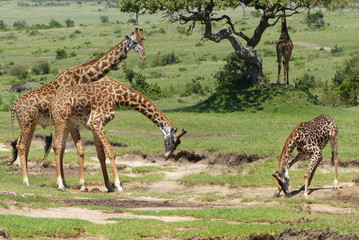 Giraffen am Wasserloch