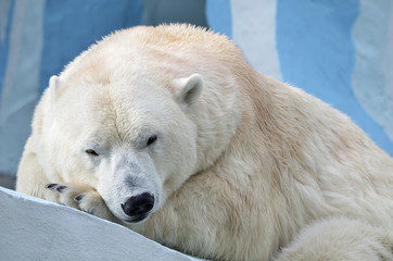 Большая медведица.