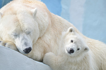 Plakat Белая медведица с медвежонком.