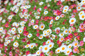 Little white and pink spring flowers meadow closeup