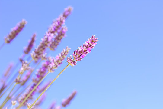 Lavender over sky background with copy space