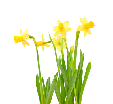 Jonquil isolated on white.