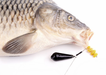 Carp fishing with hair rig and lead