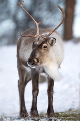 Reindeer eating the winter forest