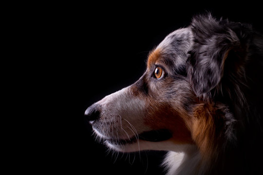Australian Shepherd