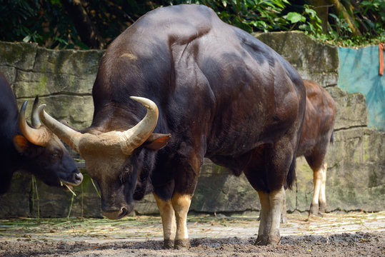 Family of gaur