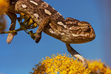 Mediterranean Chameleon - Chamaeleo chamaeleon