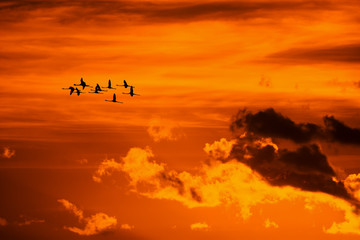 flamingos flying at sunset