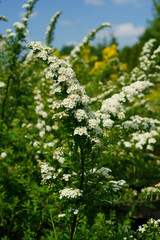Spiraea nipponica Snowmound