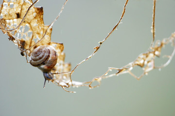 small gastropod on a climbing tour in a dry leaf