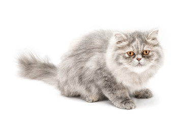 Cucciolo Di Gatto Persiano A Pelo Lungo Tortie Grigio Con Occhi Azzurri Isolato Su Sfondo Bianco Wall Mural Vpardi