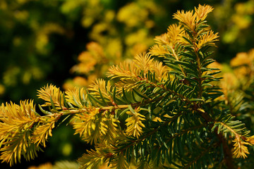 Taxus baccata Aurea Decora - spring color