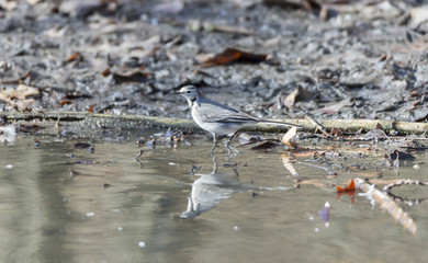 White Wagtail, Motacilla alba