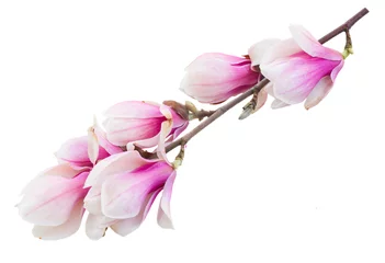 Store enrouleur occultant sans perçage Magnolia Fleurs de magnolia rose en fleurs