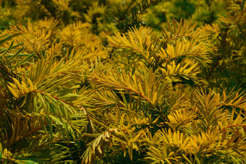 Taxus baccata Aurea Decora - spring color