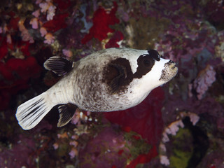 Coral fish Masked puffer