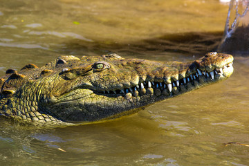 Crocodile head
