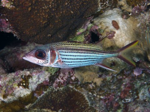Spotfin squirrelfish
