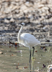 Obraz premium Common Egret, Egretta garzetta
