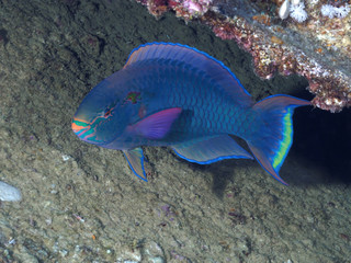 Fototapeta na wymiar Coral fish Dusky parrotfish