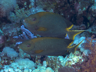 Stellate rabbitfish