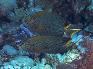 Fototapeta na wymiar Stellate rabbitfish