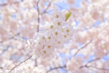 Fototapeta premium さくら