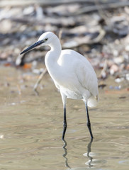 Common Egret, Egretta garzetta