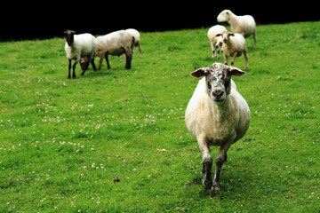 sheep in the green grass